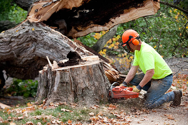 Professional Tree Service in Hampton, SC